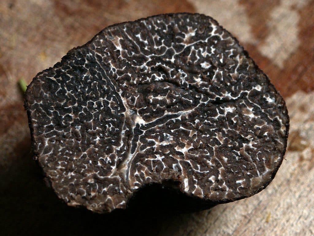 La mouche à truffe technique pour trouver des truffes